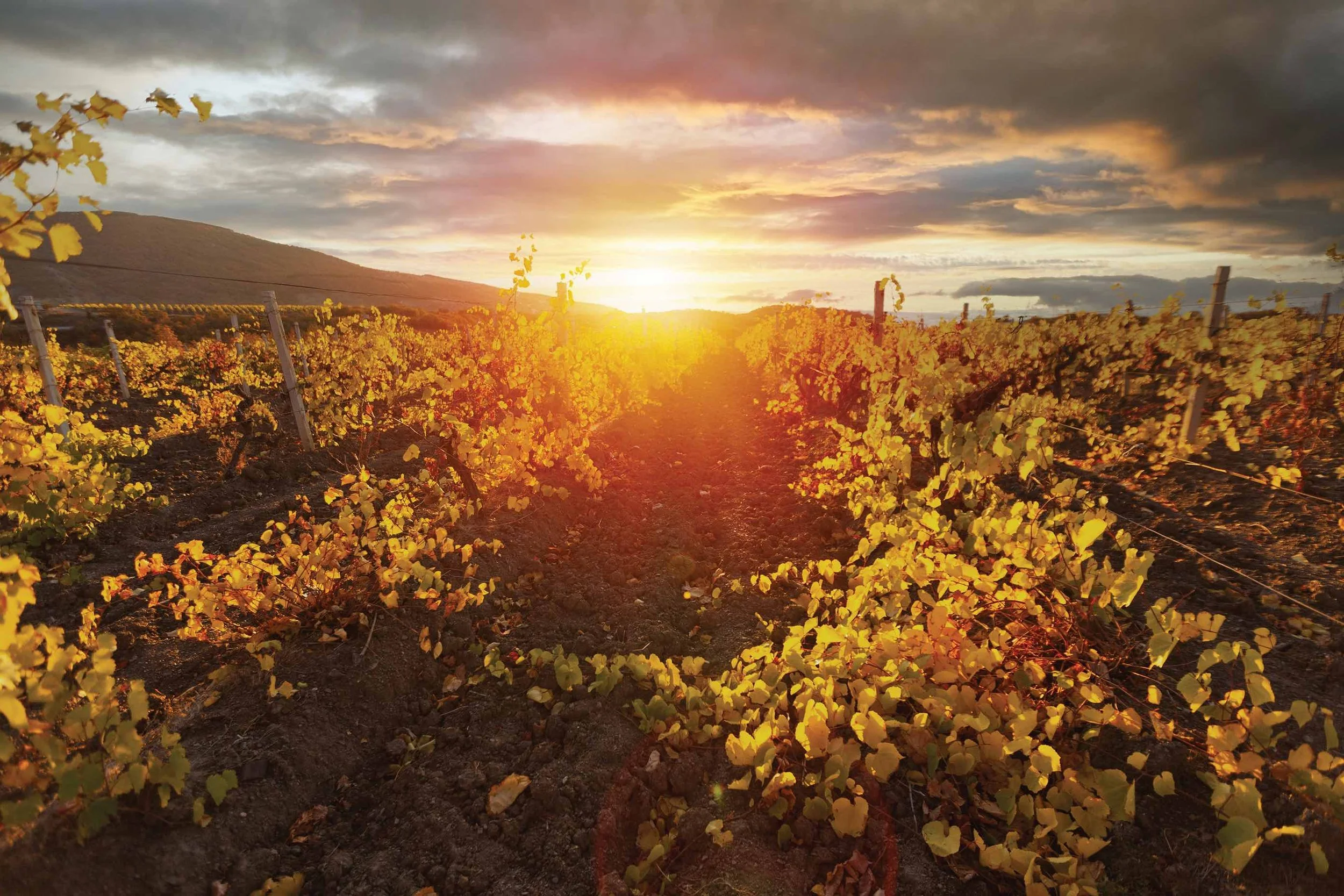 Wines+of+Portugal
