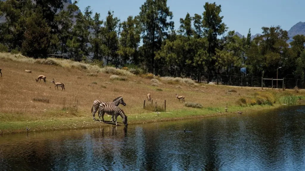 Trying to avoid using the term barbecue for fear of upsetting their hosts, husband-and-wife team Andrew and Jodie Johnston made every meal count on a trip to South Africa, finding live-fire restaurants of stunning quality wherever they turned.