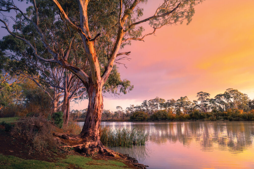 And a smoky tinge of red. RUPERT BATES heads down under to talk and taste Australian fire food, infused with influences from around the world.  Regular travels to Australia’s Mornington Peninsula near Melbourne and there is always one restaurant visit inked in the diary.