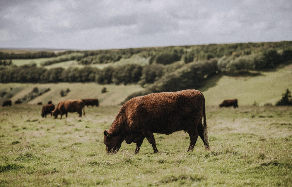 Online farm shop Edenmoor - previously Pipers Farm - has announced a seven-figure investment into a production facility in Cullompton, Devon, as it builds towards its long-term ambition of becoming a £20m business.