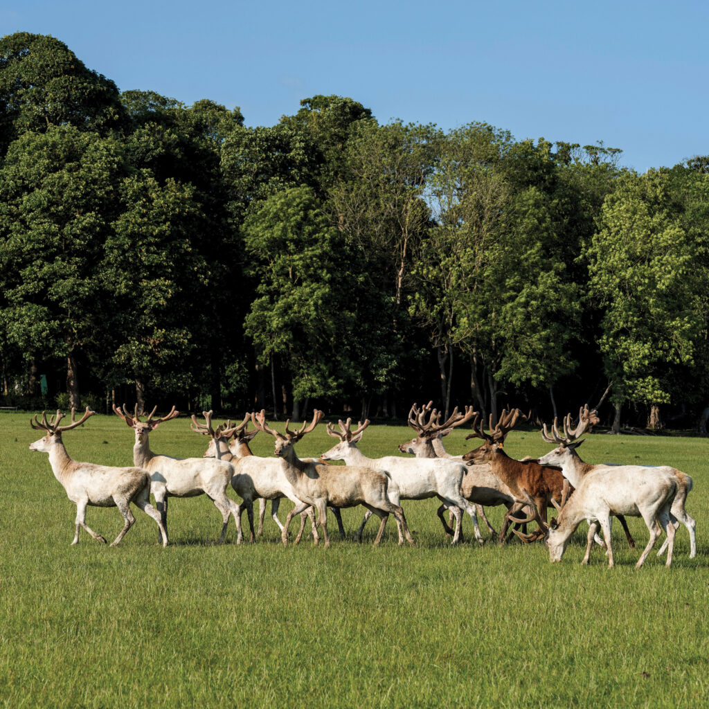 We need to eat more venison. ISABELLE GRAY learns about the deer’s dominance of the landscape, its nutritional value and how best to cook the meat over fire